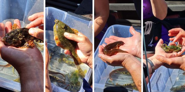 Fische aus dem Salzhaff